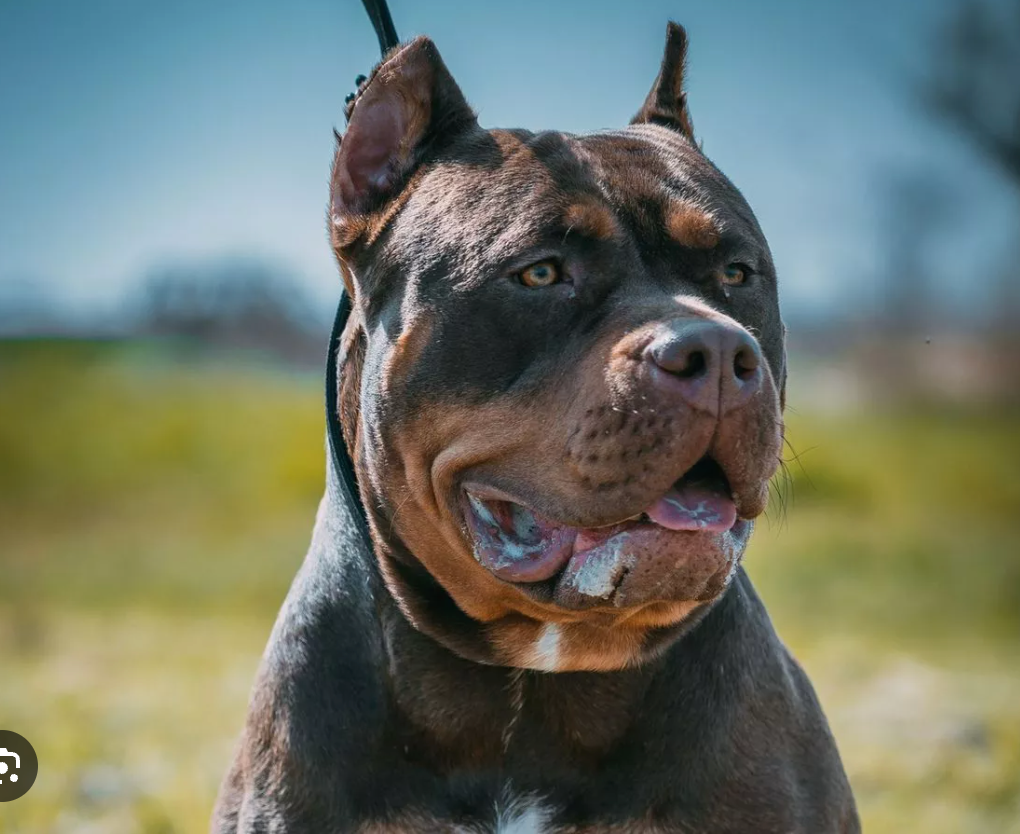 — Anny, Austin TX (American XL Bully)