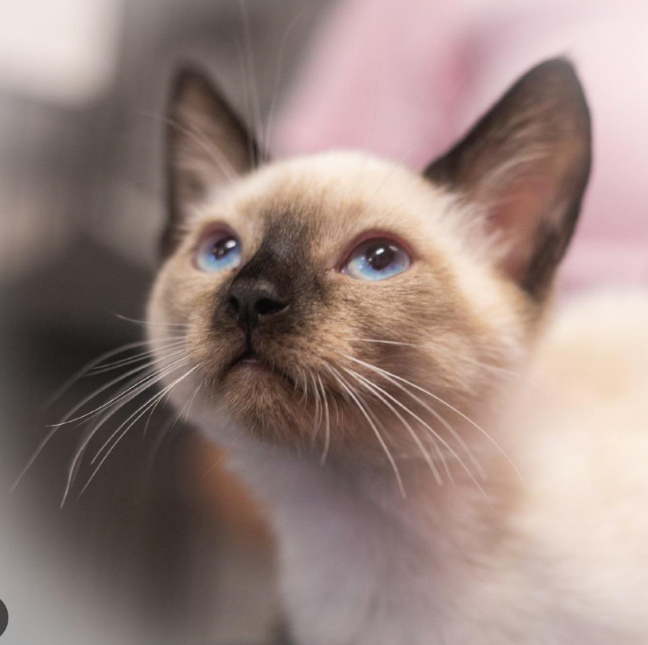 — Mark, Tampa FL (Siamese Cat)